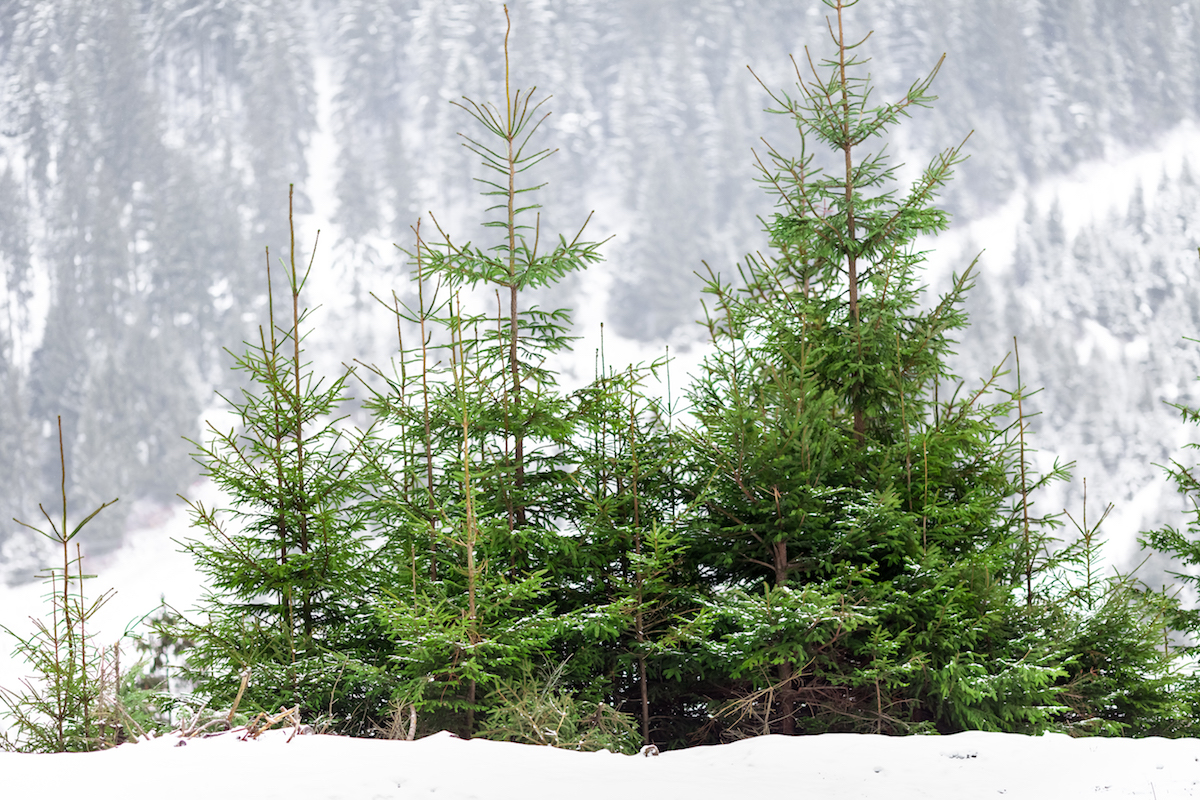 5 Winter Safety Tips For Seniors Senior Solutions Management Group